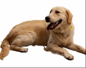 Feira de adoção de cães neste sábado no Espaço Arp | Jornal A Voz da Serra