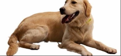 Feira de adoção de cães neste sábado no Espaço Arp | A Voz da Serra
